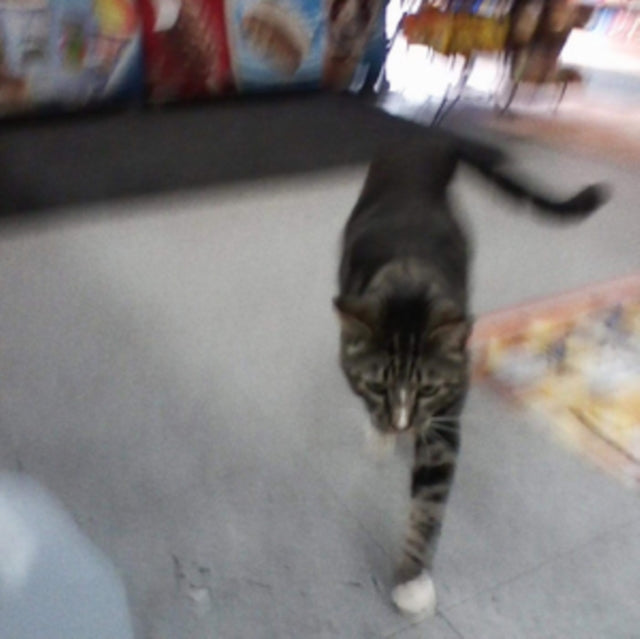 Product Image : This CD is brand new.<br>Format: CD<br>Music Style: Indie Rock<br>This item's title is: I Also Want To Die In New Orleans<br>Artist: Sun Kil Moon<br>Label: CALDO VERDE<br>Barcode: 634457813526<br>Release Date: 4/12/2019