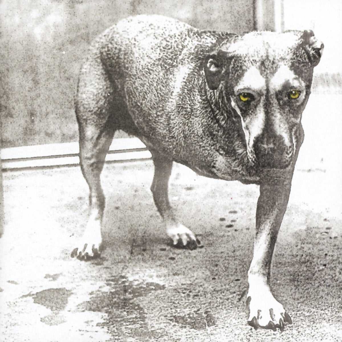 Dirt & Facelift & Alice In Chains