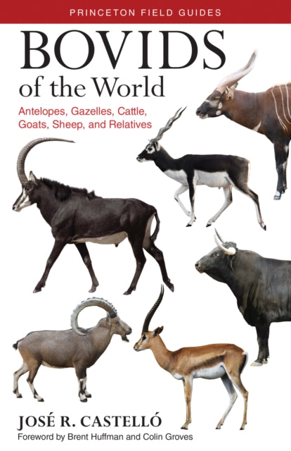 Binding: Paperback
Description: Bovids are a diverse group of ruminant mammals that have hooves and unbranched hollow horns. Bovids of the World is the first comprehensive field guide to cover all 279 bovid species including antelopes gazelles cattle buffaloes sheep and goats.