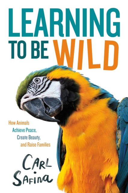 Binding: Hardcover
Description: From New York Times - bestselling author Carl Safina comes Learning to Be Wild a young readers adaptation of the notable book Becoming Wild that explores community culture and belonging through the lives of chimpanzees macaws and sperm whales.