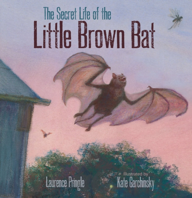 Pringle Laurence - The Secret Life Of The Little Brown Bat - Hardcover