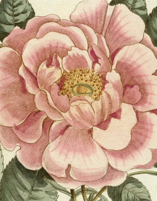 Binding: Hardcover
Description: In this highly anticipated follow up to the iconic John Derian Picture Book beloved home goods designer John Derian shares a new collection of 375 extraordinary images from his world - famous vintage art collection.