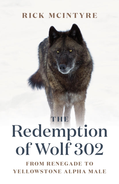 Binding: Hardcover
Description: From the renowned wolf researcher and author of The Rise of Wolf 8 and The Reign of Wolf 21 comes a stunning account of an unconventional alpha male. A lover not a fighter. That was wolf 302. A renegade with an eye for the ladies 302 was anything but Yellowstone's perfect alpha male.