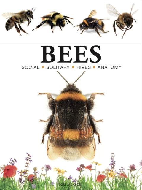 Binding: Paperback
Description: Honey bees bumblebees mining bees dwarf bees carpenter leafcutter and mason bees: bees come in many different types with more than 16,000 species worldwide. Bees is an outstanding collection of photographs showing these fascinating insects in their natural habitat.