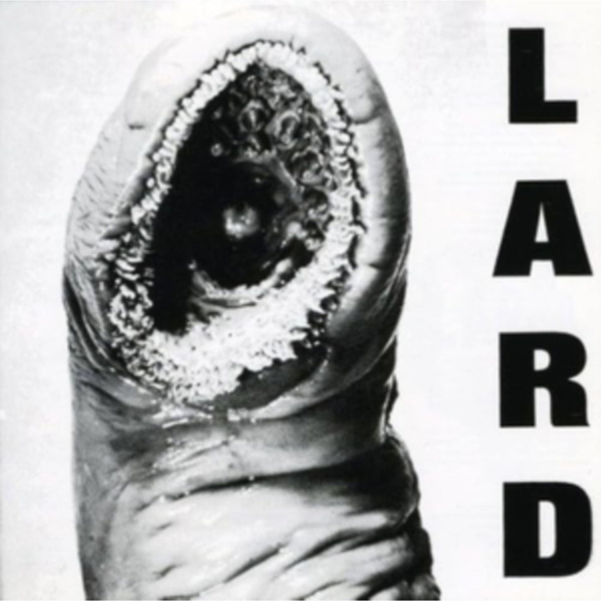 Power Of Lard