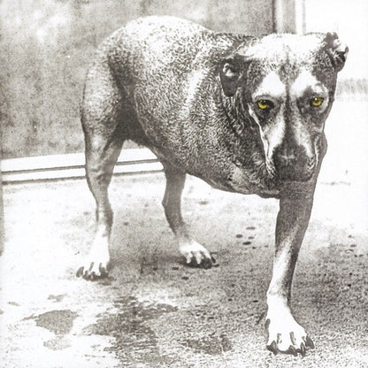 Unplugged & Live & Alice In Chains