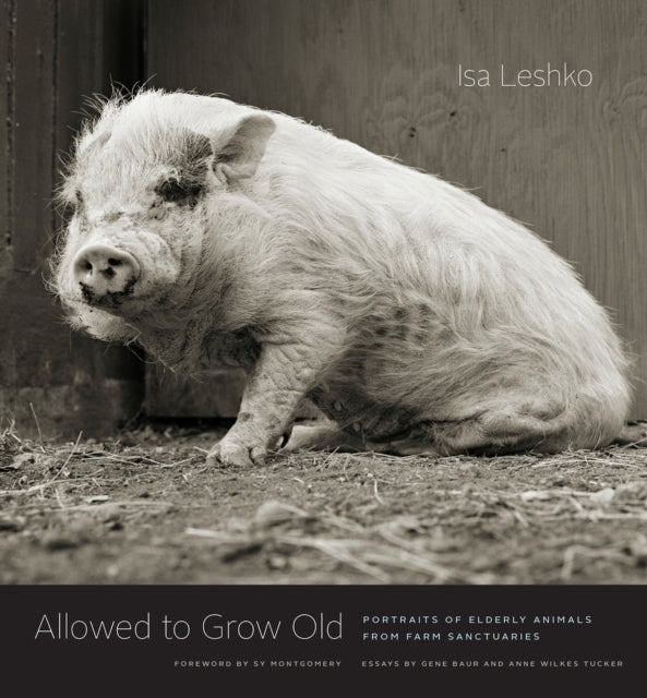 Binding: Hardcover
Description: A moving collection of intimate portraits of farm animals who somehow escaped the typical fate of their kind and got to experience old age. These photos have so much personality and Leshko supplements them with accounts of each animal's life and her experience photographing them.