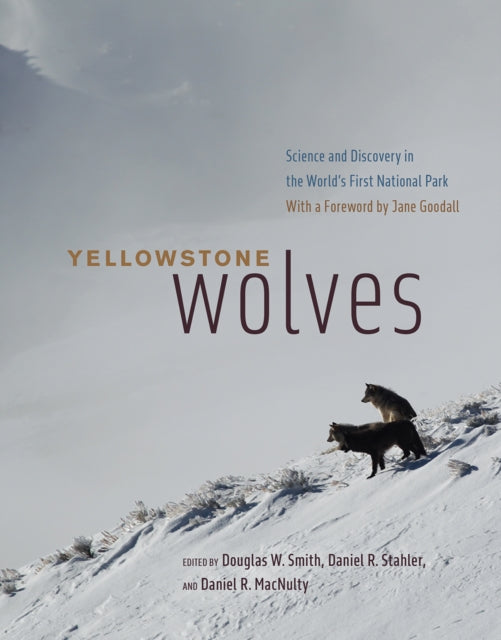 Binding: Hardcover
Description: In 2020, it will have been twenty - five years since one of the greatest wildlife conservation and restoration achievements of the twentieth century took place: the reintroduction of wolves to the world's first national park Yellowstone.