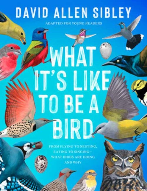 Sibley David Allen - What It's Like To Be A Bird (Adapted For Young Readers) From Flying To Nesting Eating To Singing - - What Birds Are Doing And Why - Hardcover