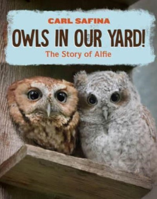 Safina Carl - Owls In Our Yard! The Story Of Alfie - Hardcover