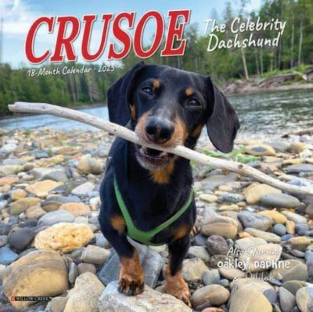 Binding: Calendars
Description: Select Guide Rating
Title: Crusoe The Celebrity Dachshund 2025 7 X 7 Mini Wall Calendar
Brand: Willow Creek Press Calendars
Barcode: 9781549245732
Publication Date: 8/1/2024
Category: Dogs As Pets