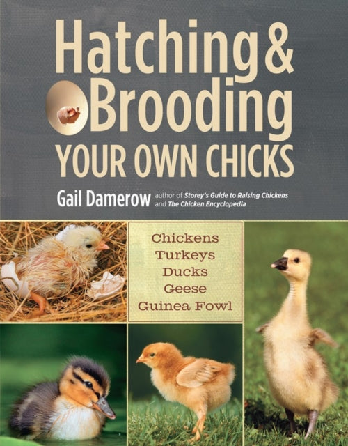 Binding: Paperback
Description: Gail Damerow shows you how to incubate hatch and brood baby chickens ducklings goslings turkey poults and guinea keets.
